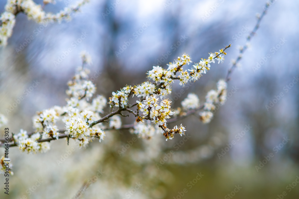 Fruit tree twigs with blooming white and pink petal flowers in spring garden. Fruit tree twigs with blooming white and pink petal flowers in spring garden.