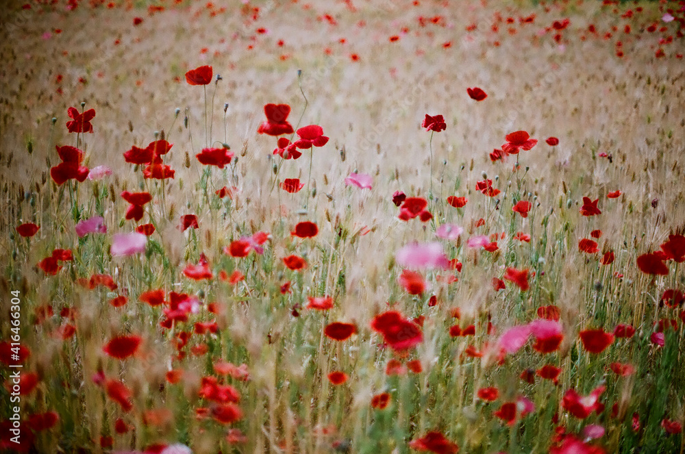 Obraz premium Red poppy flowers