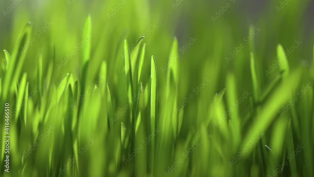 Green grass close-up. Grass rotation in slow motion. Green juicy lawn, it's time to cut. Abstract macro shot of blades of green grass. Dew drops shine with splendor. Beautiful lens blur bokeh. Green grass close-up. Grass rotation in slow motion. Green juicy lawn, it's time to cut. Abstract macro shot of blades of green grass. Dew drops shine with splendor. Beautiful lens blur bokeh.