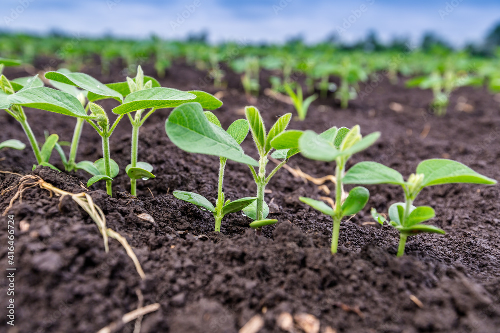 Fresh green soy plants on the field in spring. Rows of young soybean plants Fresh green soy plants on the field in spring. Rows of young soybean plants