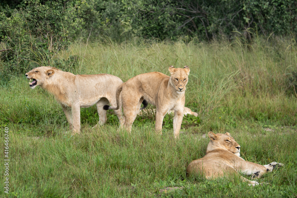 Big lion lying on savannah grass. Landscape with characteristic trees on the plain and hills in the background Big lion lying on savannah grass. Landscape with characteristic trees on the plain and hills in the background