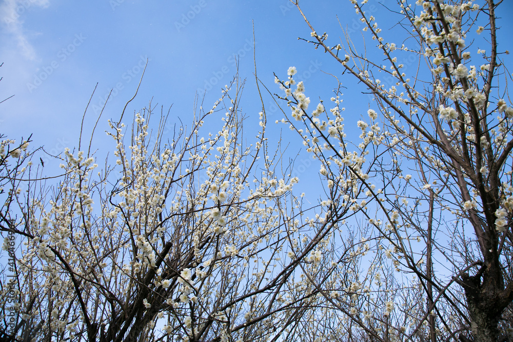 青空を背景に白梅 青空を背景に白梅