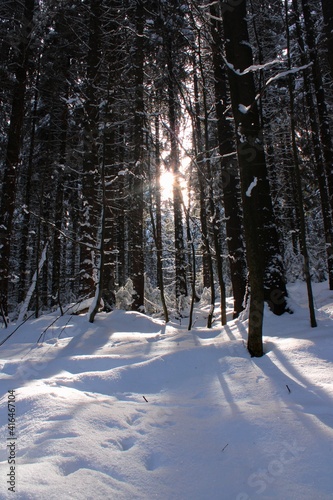 sunrise shines through the winter forest