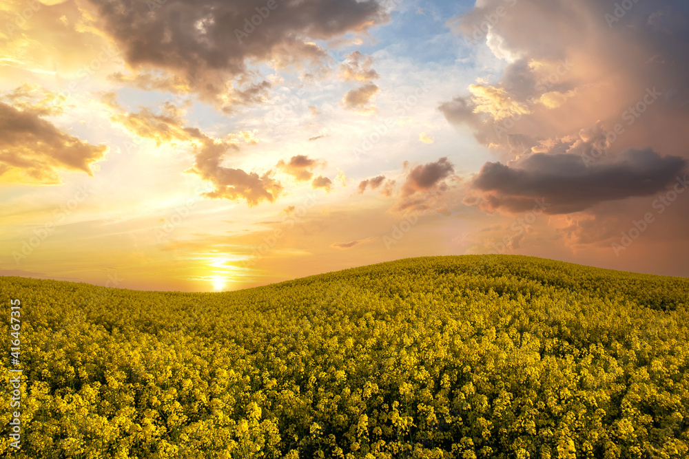 Landscape with blooming yellow rapeseed agricultural field and blue clear sky in spring.