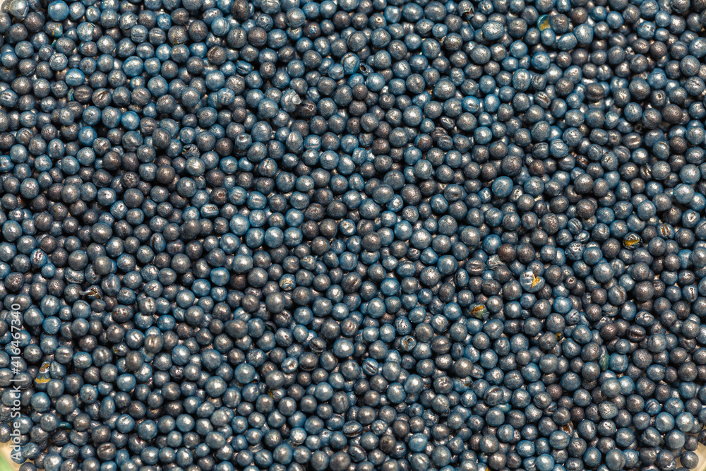 Macro. Processed blue-coated rapeseed seeds in a petri dish in the lab Macro. Processed blue-coated rapeseed seeds in a petri dish in the lab