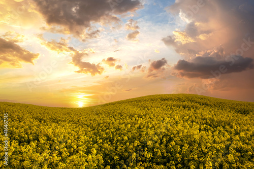 Landscape with blooming yellow rapeseed agricultural field and blue clear sky in spring.