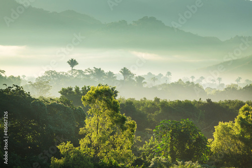 Fototapeta Naklejka Na Ścianę i Meble -  Jungle in Mexico