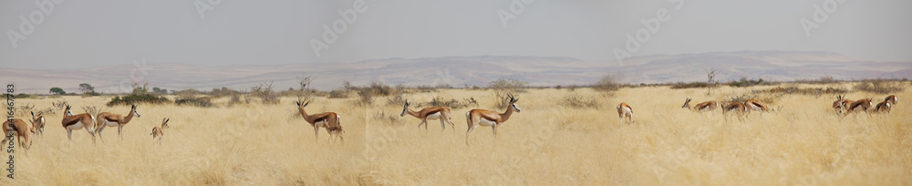 Fototapeta premium Springbok