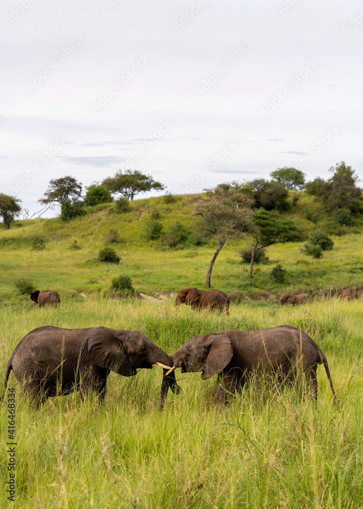 Fototapeta premium African Elephant youngsters facing off in Tarangire National Park, Tanzania