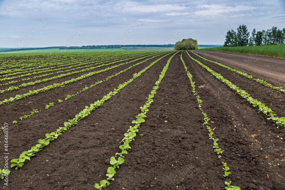 Fresh green soy plants on the field in spring. Rows of young soybean plants Fresh green soy plants on the field in spring. Rows of young soybean plants