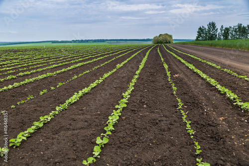 Fresh green soy plants on the field in spring. Rows of young soybean plants 