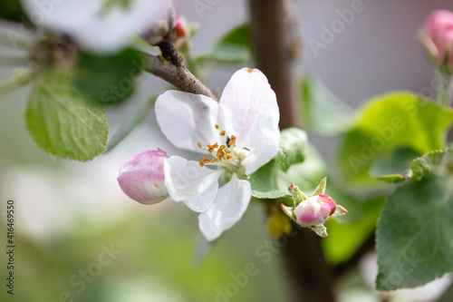 Flowers on branches of an apple tree