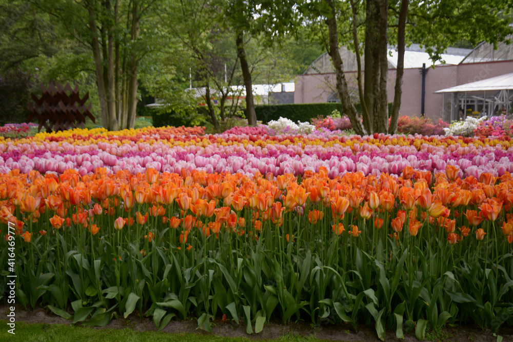 Rows of tulips
