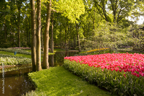 Sunny day at the tulips garden