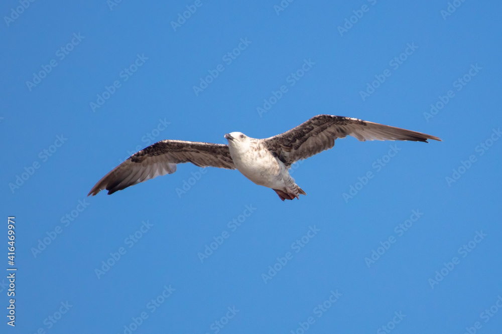 Seagull in flight against the blue sky. Seagull in flight against the blue sky.