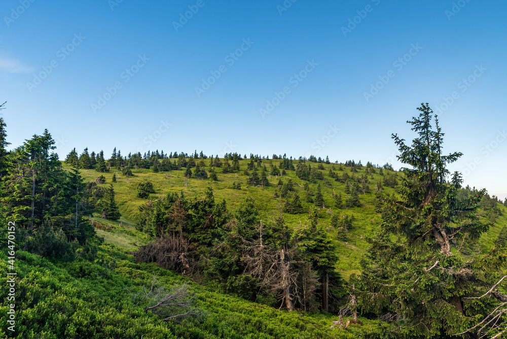 Jeleni hrbet hill covered by grass, bilberry shrubs and smaller trees in Jeseniky mountains in Czech republic Jeleni hrbet hill covered by grass, bilberry shrubs and smaller trees in Jeseniky mountains in Czech republic
