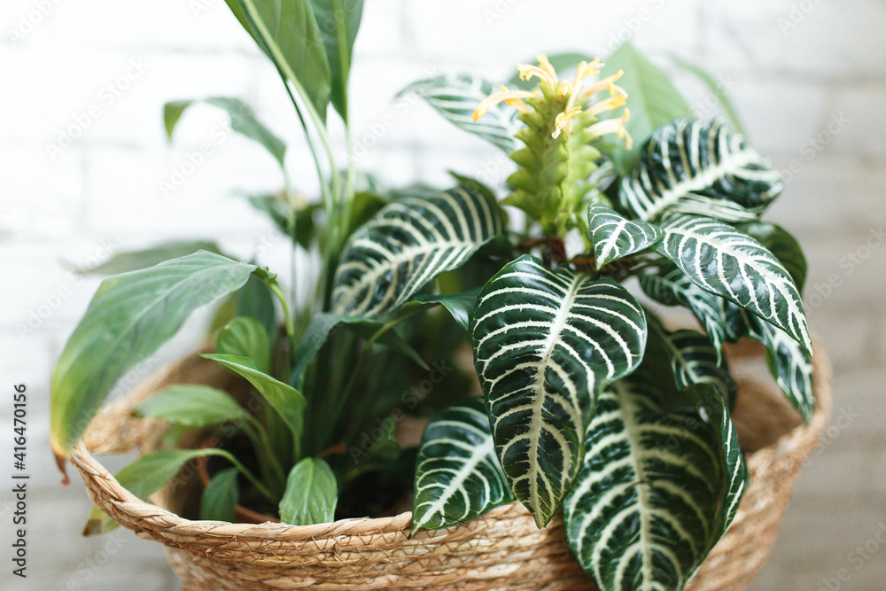 Obraz premium House plants stand in a jute basket against a white brick wall. Clean lifestyle interior. Urban jungle concept. Landscaping at home. Aphelandra, spalifilum, avocado.