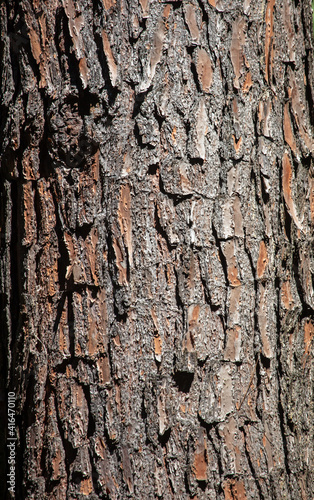 Bark on a tree as an background.
