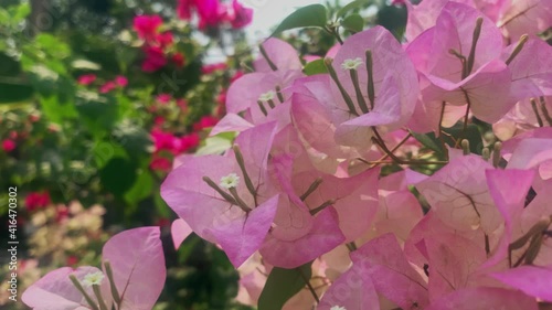 Pink tropical flowers flower,Close up pollen use for flower background Technique zoom out camera.