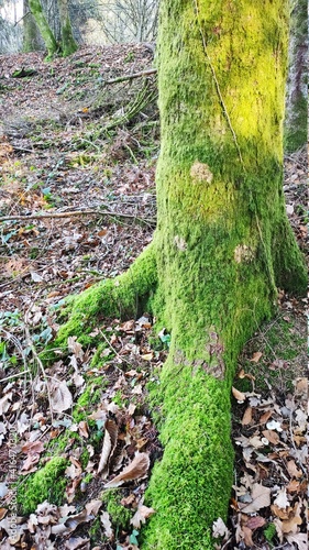Arbre,racine,mousse
