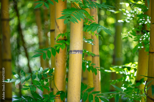Bamboo trunks in nature as a background.