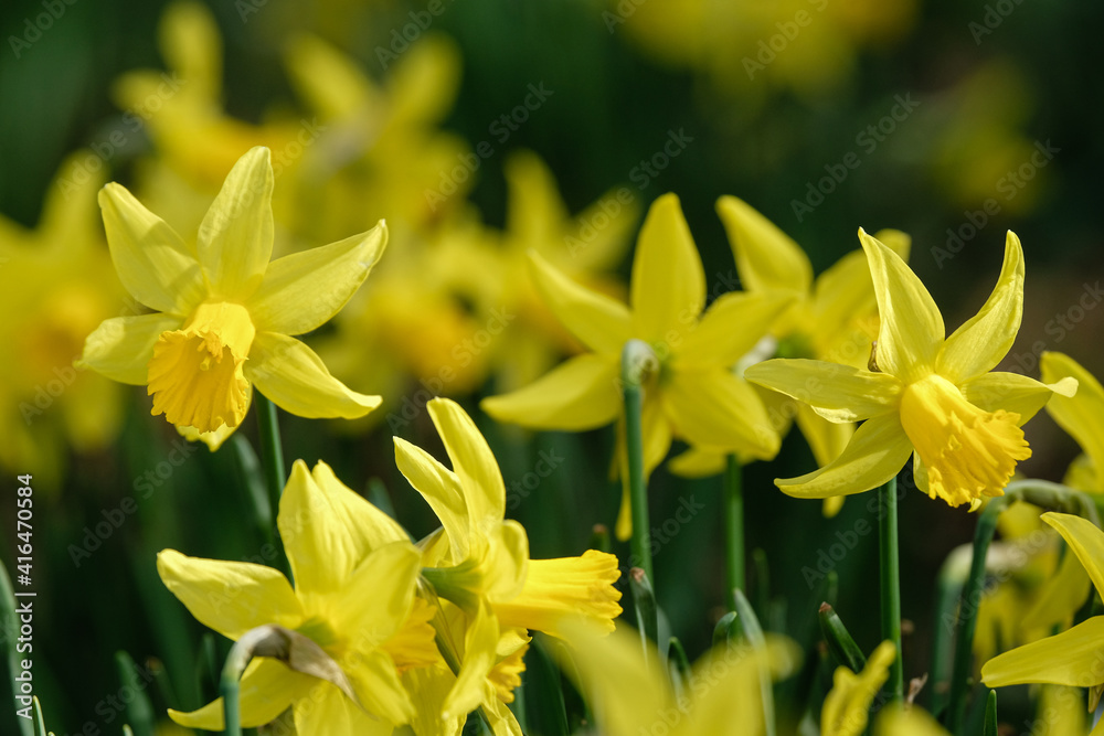 Jonquilles