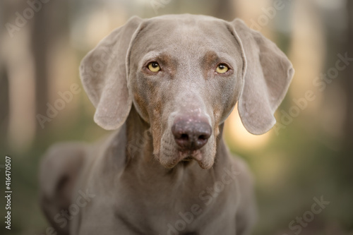 Weimaraner Jagdhund