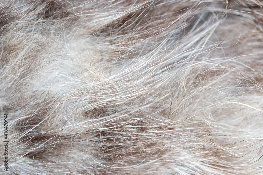 Obraz premium Close up of cat hair as abstract