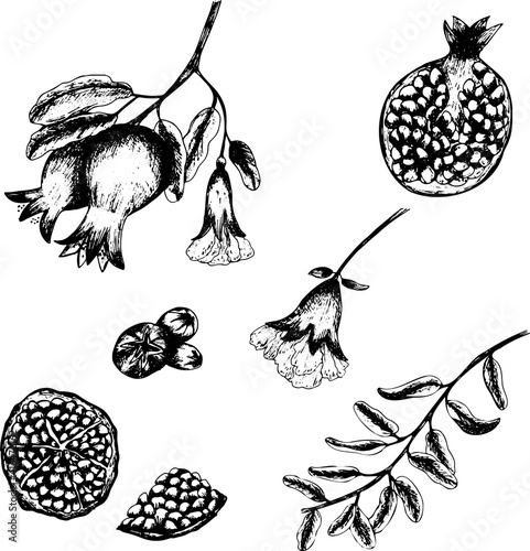 Set of hand drawn black pomegranate cut, flower, branch and leaves isolated on white background. Sketch art illustration