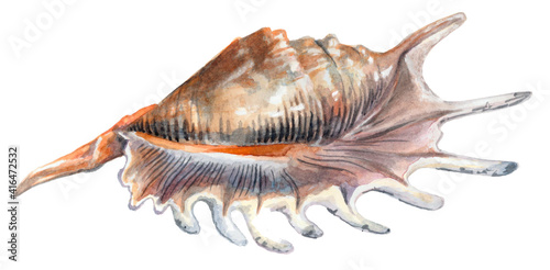 Shiny seashell with stripes isolated on white background. Watercolor painting