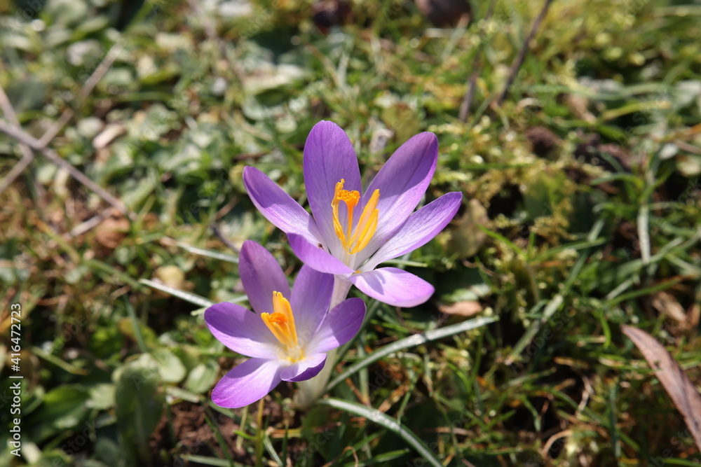 Group of crocuses in spring in the city park Group of crocuses in spring in the city park
