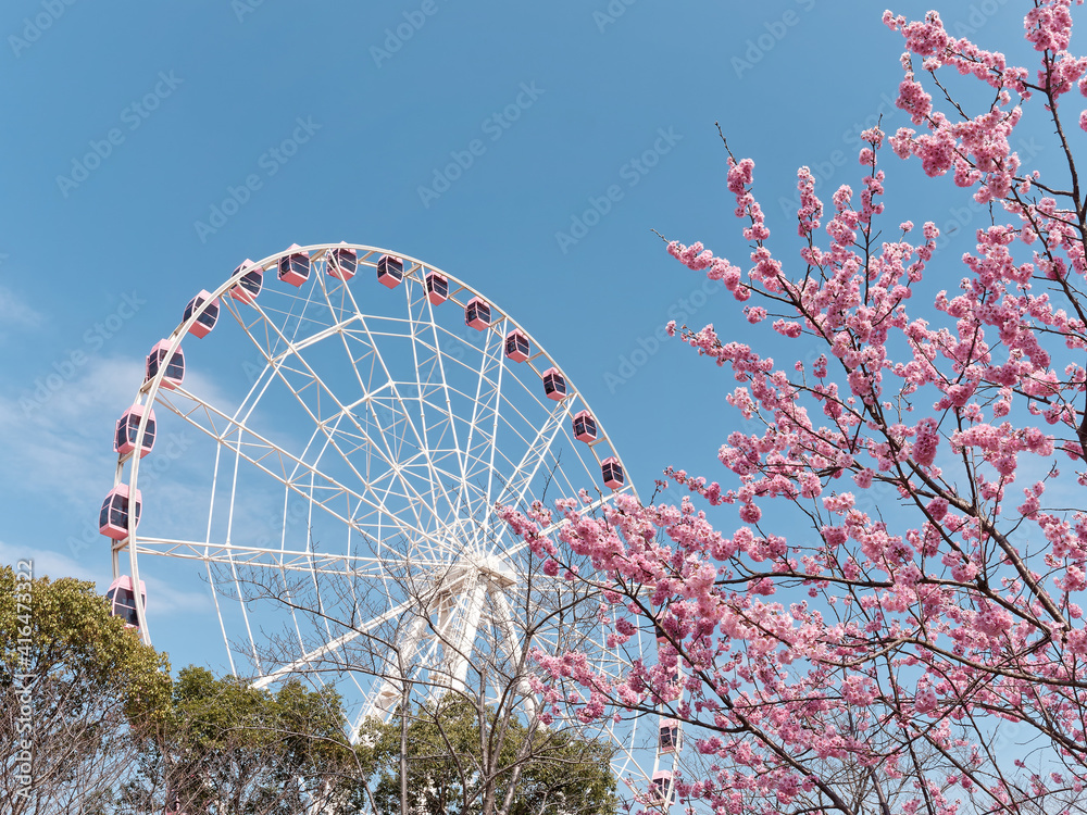 Beautiful pink cherry blossoms and pink Ferris wheel isolated with blue sky background, spring flowers series.