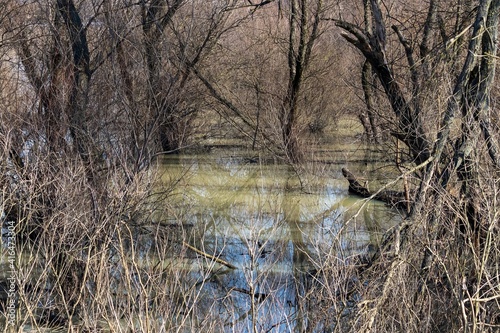 Mystical thickets of trees flooded with water, impenetrable bushes in a swampy place photo