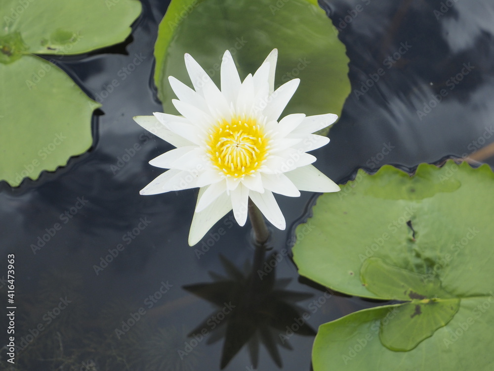 Lotus farmers are popularly planted for economic and beauty, Thailand Lotus farmers are popularly planted for economic and beauty, Thailand
