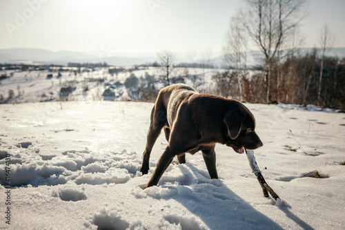 A dog walking on a snow covered field