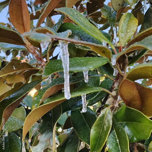 magnolia gélé
