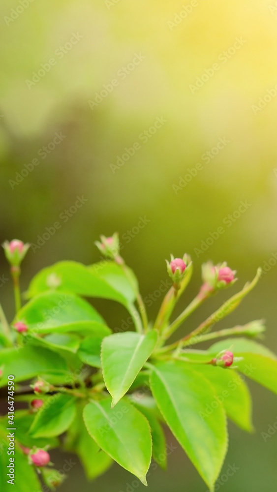 Blooming flower buds of crab apple tree, fresh new greenery, spring nature awakening Blooming flower buds of crab apple tree, fresh new greenery, spring nature awakening