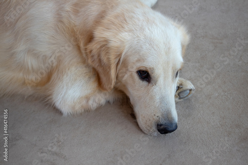 Sad Golden Retriever Dog, Sad Dog, Dog is stressed