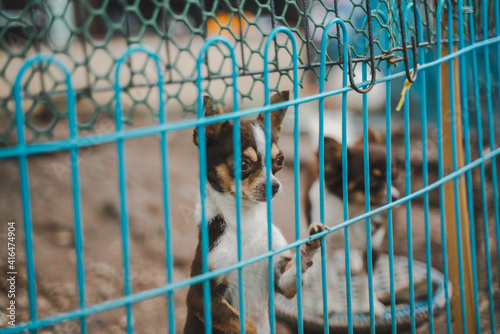 Chihuahua puppies mischievously in a cage.