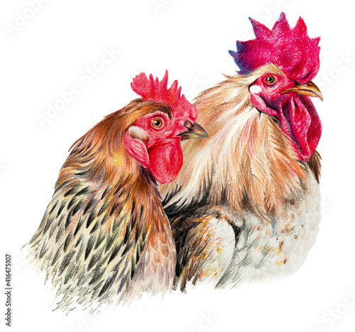 Color drawing with watercolor pencils. Hen and cock on white background