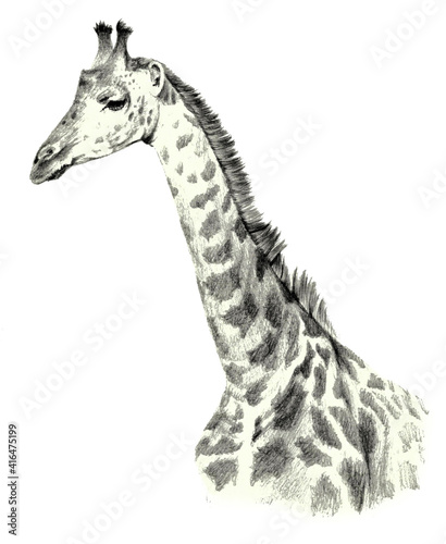 Drawing portrait of a giraffe portrait on a white background