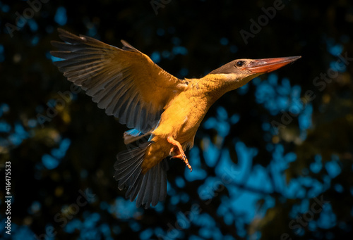 Stork billed king fisher bird in flight photograph, evening bright sunlight hitting its body and showing its full wingspan underside view of the wing, sharp pointy red beak and head focused on prey.