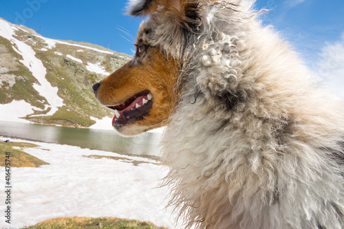 blue merle Australian shepherd dog on the meadow in colle del nivolet in piedmont in Italy photo