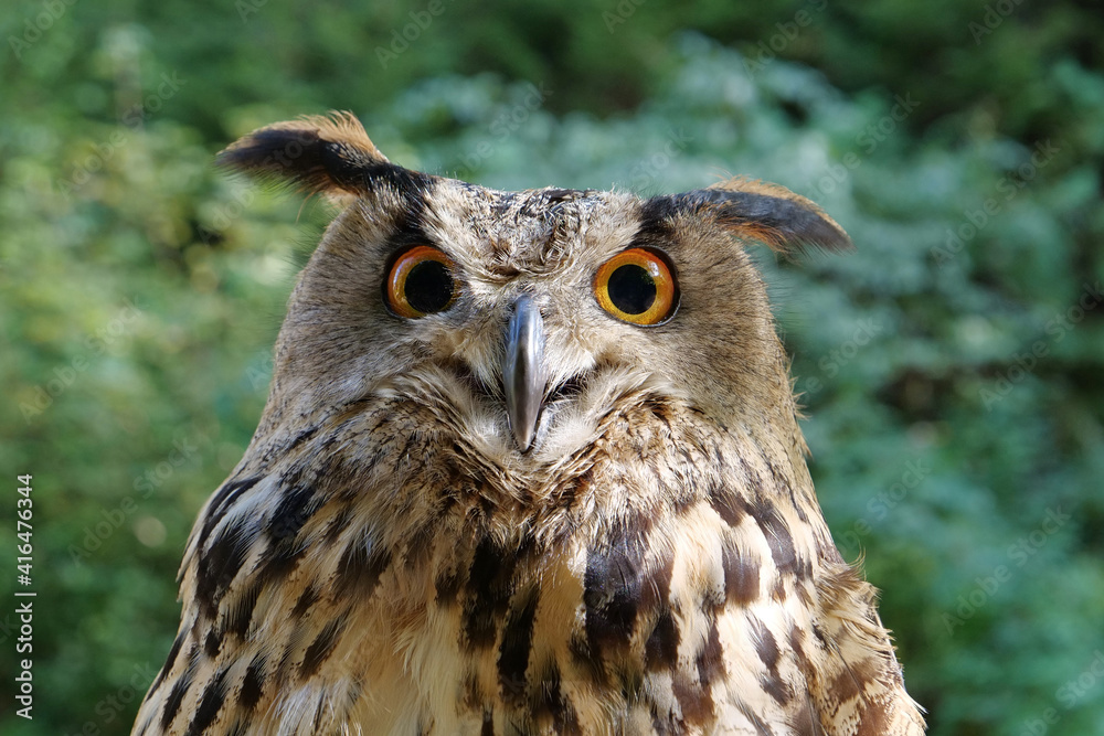 Fototapeta premium Eagle owl with big eyes gazes intently at camera