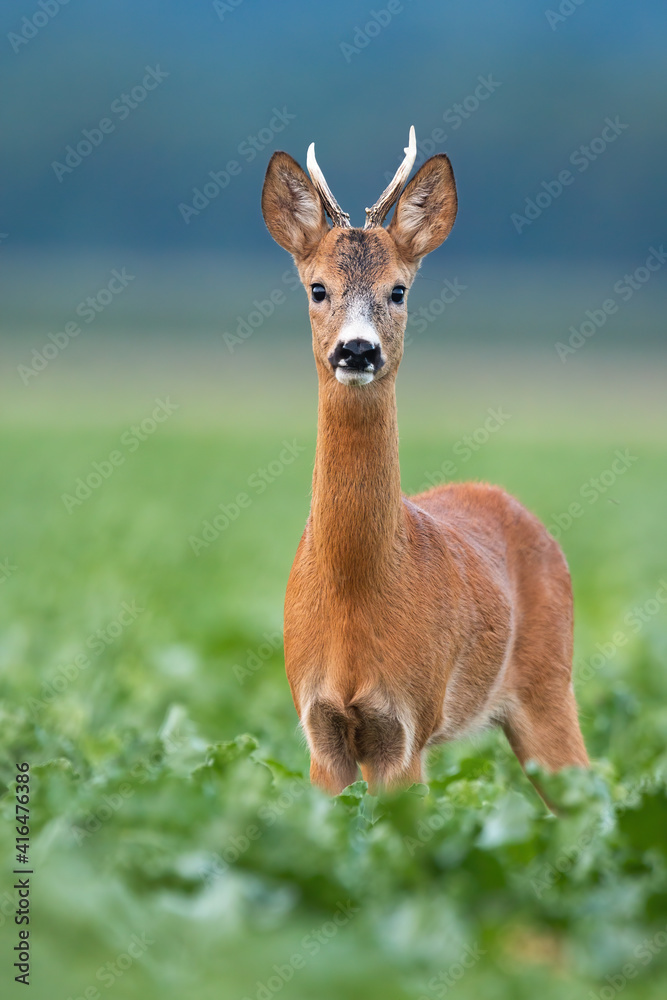 Young roe deer, capreolus capreolus, buck looking to the camera in vertical composition on agricultural field with green leaves. Male wild animal in summer nature from front view. Young roe deer, capreolus capreolus, buck looking to the camera in vertical composition on agricultural field with green leaves. Male wild animal in summer nature from front view.