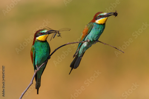 Two european bee-eaters, merops apiaster, with a catch in beak sitting on a twig in summer nature. Couple of wild colorful birds holding dragonfly and bee about to eat them. Animal wildlife.