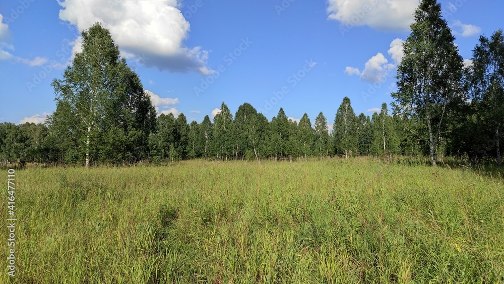 field and forest trees field and forest trees
