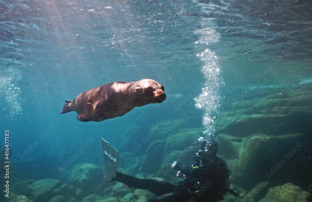 sea lion cub in the water interacting with a diver 