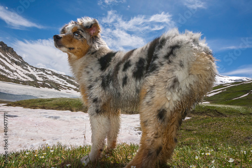 blue merle Australian shepherd dog on the meadow in colle del nivolet in piedmont in Italy photo