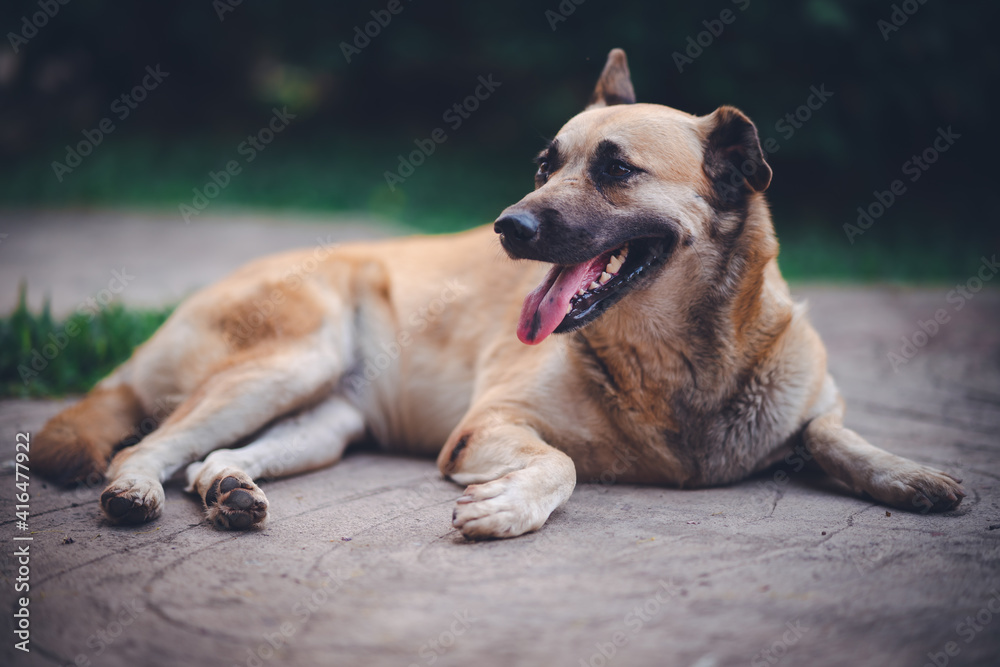 The sleeping brown colour dog on the floor The sleeping brown colour dog on the floor